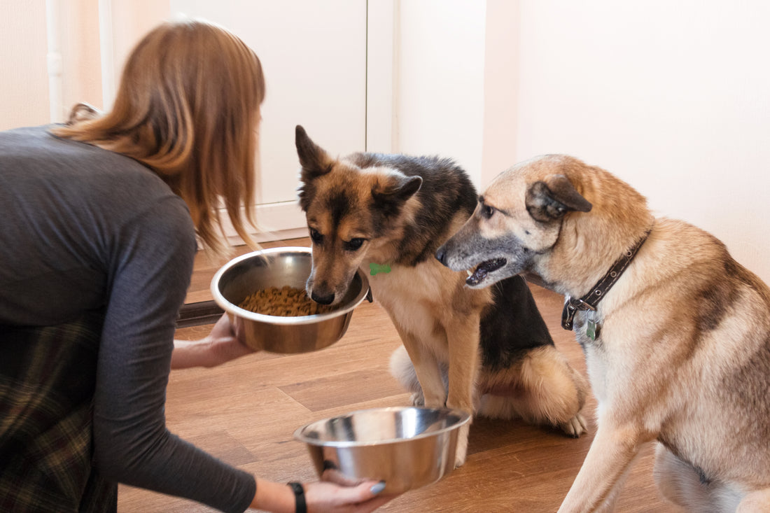 How much CBD should you give a dog?